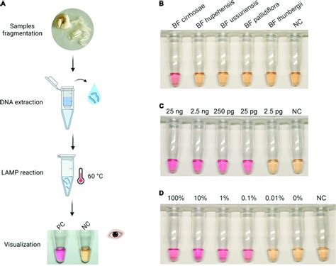 Visualization Of The Recombinase Assisted Loop Mediated Isothermal DNA