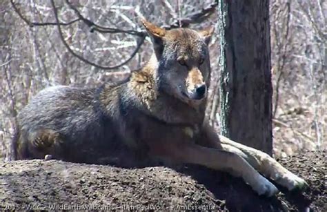 Red wolf at Wolf Conservation Center, a Red Wolf Species Survival Plan ...