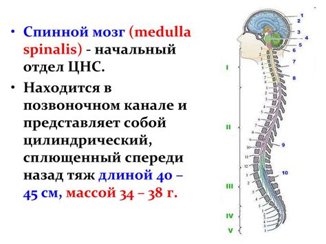 Анатомия и физиология спинного мозга. Спинномозговые нервы ...