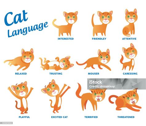 Bahasa Kucing Ilustrasi Stok Unduh Gambar Sekarang Kucing Rumah