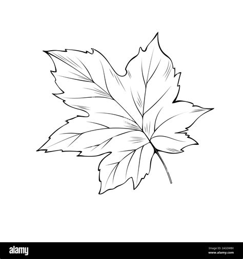 Maple Tree Leaf Hand Drawn Vector Illustration Thanksgiving Day