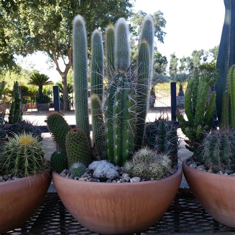 Assorted Cactus And Succulent Planters Mid Valley Trees