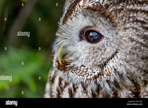 Beautiful Close Up Portrait Of Barred Owl Latin Strix Varia Over Blurred Green Background