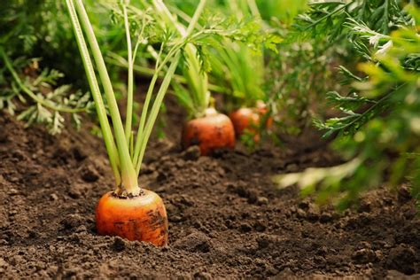 9 Hybrid Carrot Varieties For Growing In Kenya Safi Sarvi Organic