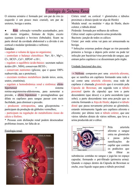 SOLUTION Fisiologia Do Sistema Renal Medicina Veterin Ria Studypool