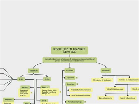 Bosque Tropical Amaz Nico Selva Baja Mind Map