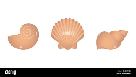 Set Of Sea Shell Isolated On White Background Vector Stock Vector Image