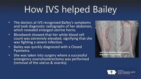 Pyometra | PPT