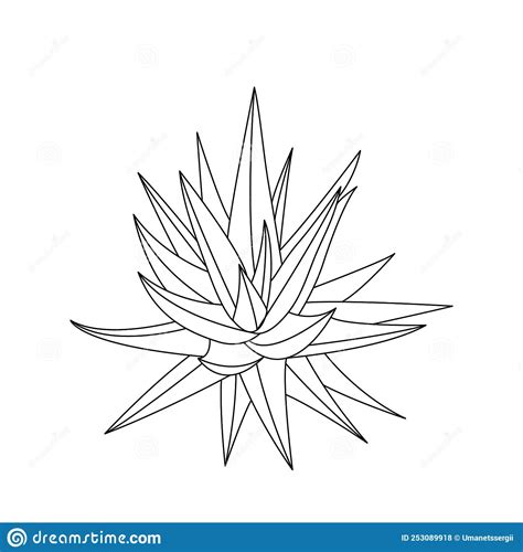 Vector Hand Drawn Botanical Aloe Vera Vector Isolated Background