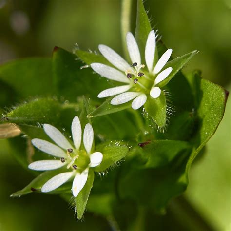 How To Get Rid Of Perennial Weeds For Good Programmawet