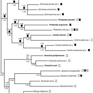 Phylogenetic Tree Resulting From Bayesian Analysis Of The Mixed Data