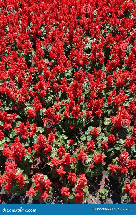 Porciones De Flores Rojas De Los Splendens De Salvia Imagen De Archivo