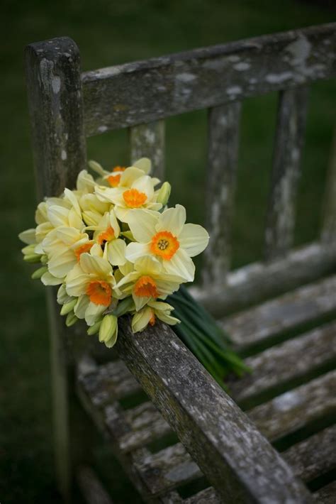 Resimlerin Dili Flowers Photography Daffodil Photography Narcissus