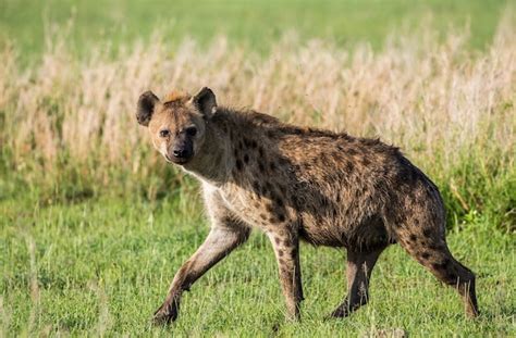 Hiena Na Sawannie Afryka Tanzania Park Narodowy Serengeti Zdj Cie