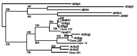 Phylogenetic Tree Of Abc Transporter Proteins Representative Members