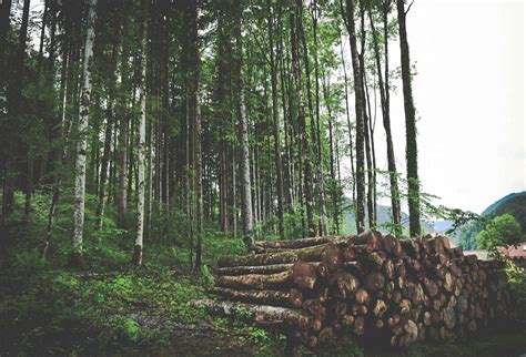 Afforestation and Reforestation: Understanding the Differences | Patch