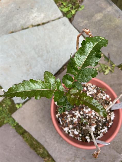 Boswellia Nana x Serrata - super cool leaves! : r/Burseraceae