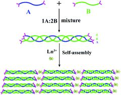 Ln Triggered Self Assembly Of A Heterotrimer Collagen Mimetic Peptide