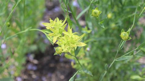 Flax Diseases: A 2023 Overview - Manitoba Crop Alliance