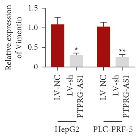 Downregulation Of Ptprg As Attenuated Proliferation And Invasion Of