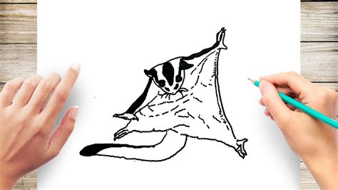 How To Draw Sugar Glider Youtube