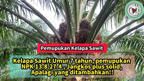 Kelapa Sawit Umur 7 Tahun Pemupukan NPK 13 8 27 4 Jangkos Plus Solid