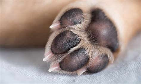 How To Prevent Injuries To Your Dogs Paw Pads