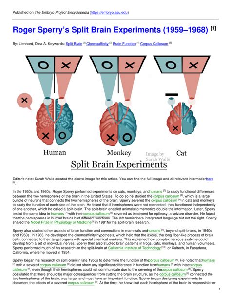 Roger Sperrys Split Brain Experiments 1959 1968 2022 01 12