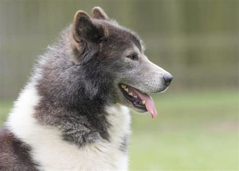 Canadian Eskimo Dog Pictures - AZ Animals