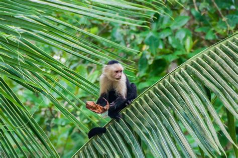 What to See and Do in Cahuita, Costa Rica