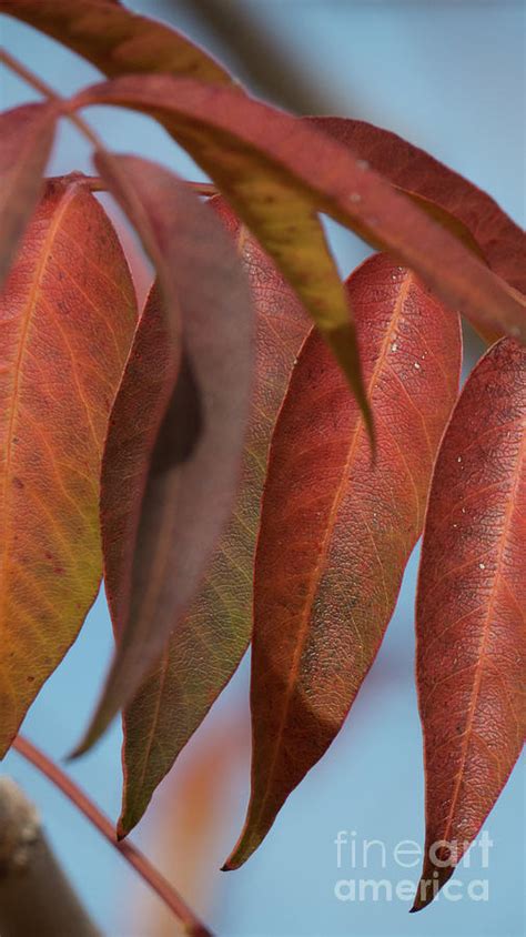 Red Leaves In Line Photograph By Christy Garavetto Fine Art America