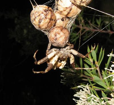 Esperance Blog: Bird-dropping Spider, Celaenia excavata