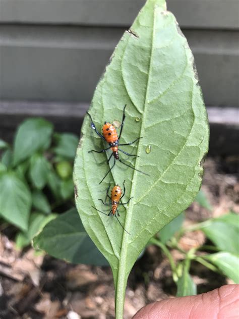 Found These Bugs In My Pepper Garden What Are They Are They Pests If So What Should I Use To