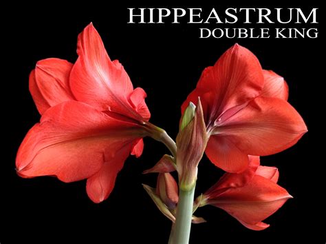 Double King Amaryllis