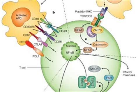 Antigen presenting cell Image : Biological Science Picture Directory – Pulpbits.net