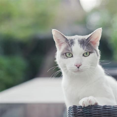 Grey And White Cat Photograph by Cindy Prins - Fine Art America