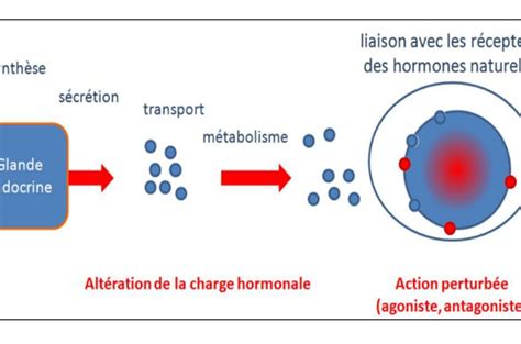 M Canisme Daction Des Perturbateurs Hormonaux Mechanism Of Action