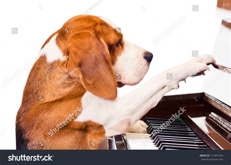 Dog Playing The Piano,White Background. Stock Photo 112441520 ...