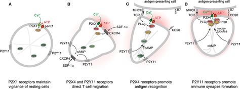 Frontiers Mitochondria Synergize With P2 Receptors To Regulate Human