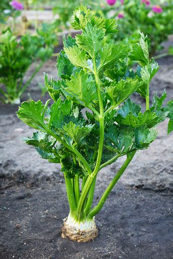 Fresh Green Celery Grown In The Farmers Garden Stock Photo Download