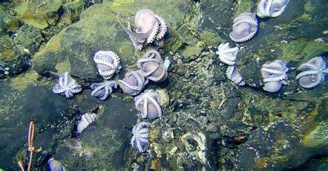 Study Weighs Deep Sea Mining S Impact On Microbes Science News