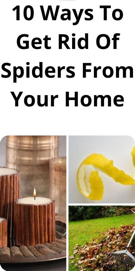 10 Ways To Get Rid Of Spiders From Your Home And Keep Them Out For Good In 2024 Get Rid Of