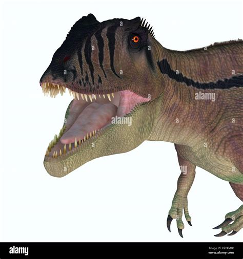 Carcharodontosaurus Hunter Dinosaur Stock Photo Alamy