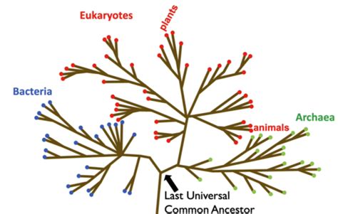 Bio A Cycle Evolutionary Relationships Phylogeny Flashcards