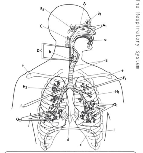 Respiratory Assessment And Failure And ABG And Pleural Disease Diagram