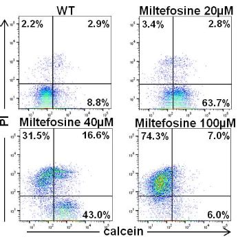 MKBio Calcein AM PI Double Stain Kit 活细胞 死细胞双染试剂盒 上海懋康生物科技有限公司