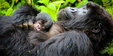 Gorillas Mating At The Zoo Youtube