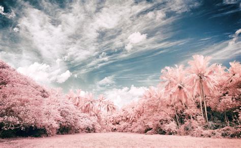 Infrared Jungle By Insolitus85 On Deviantart