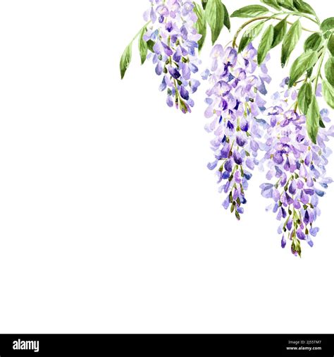 Wisteria Flower Border Card Hand Drawn Watercolor Illustration