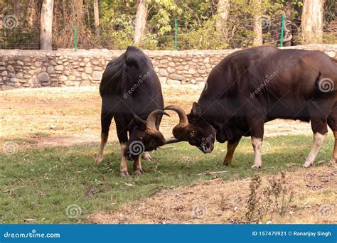 Gaur Or Indian Bison Stock Photography | CartoonDealer.com #198147230